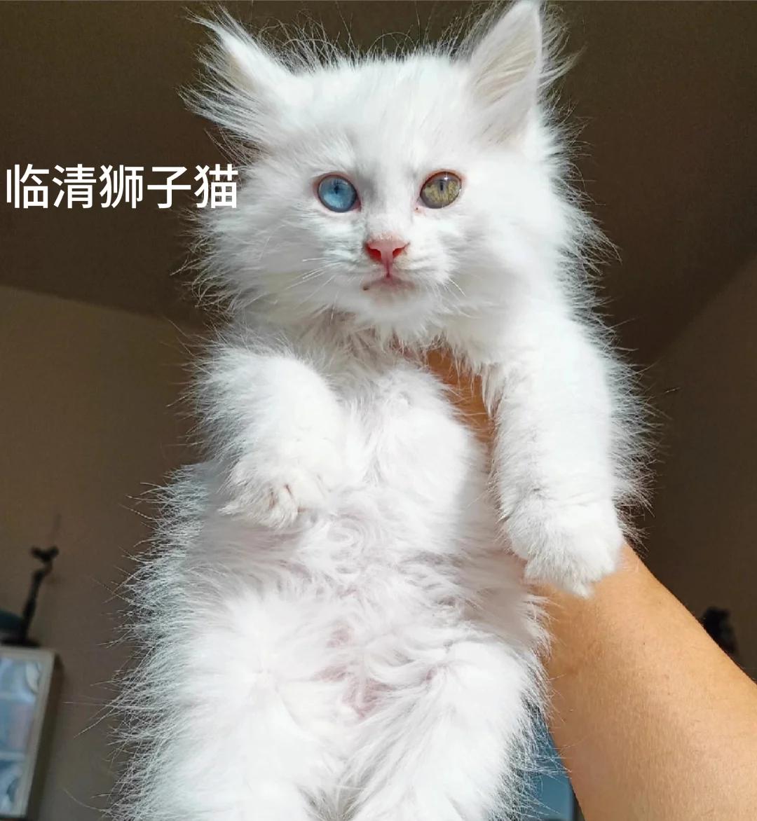 临清狮子猫(临清狮子猫原产于哪个省) 临清狮子猫(临清狮子猫原产于哪个省)