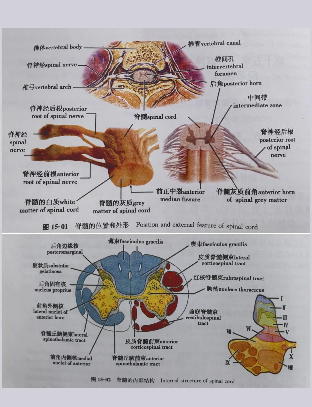 中枢(中枢怎么读)