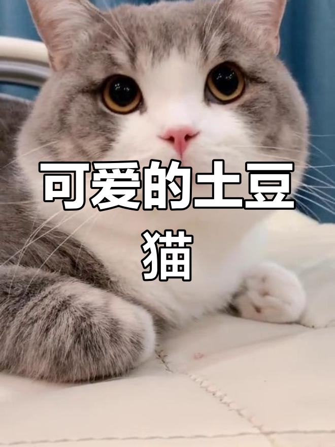 猫可以吃土豆吗(猫猫可以吃土豆嘛)