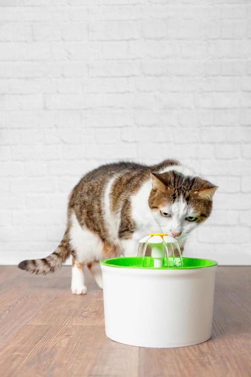 两个月小猫可以洗澡吗(两个月小猫可以洗澡吗没打疫苗)