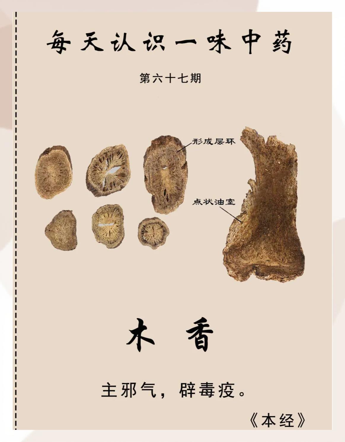 木香顺气丸的成分(木香顺气丸的成分配方)