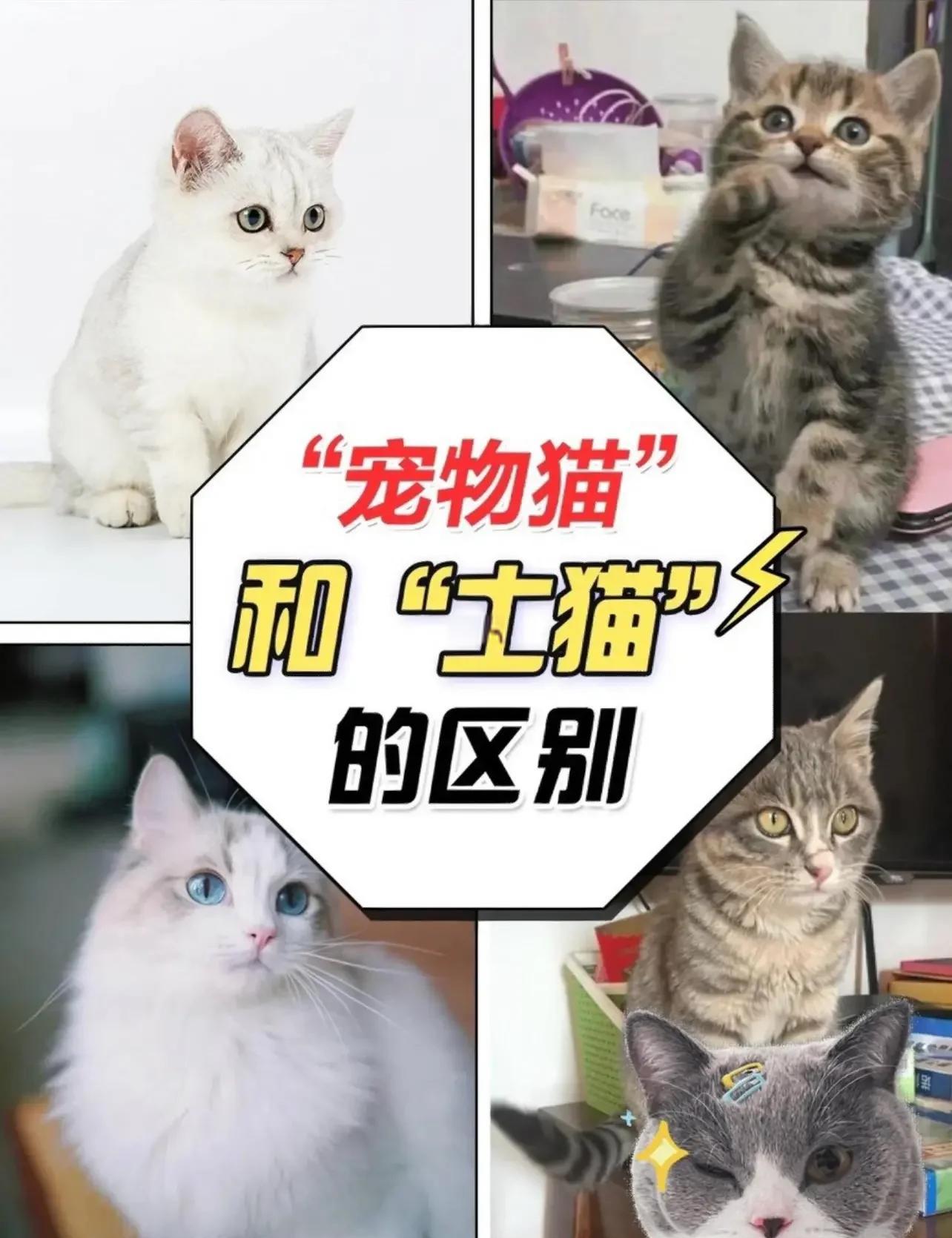 土猫和蓝猫杂交图片(土猫和蓝猫杂交的品种)