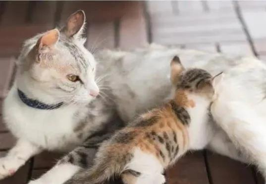 猫咪羊水破了多久生产(猫咪羊水破了多久生产出来)