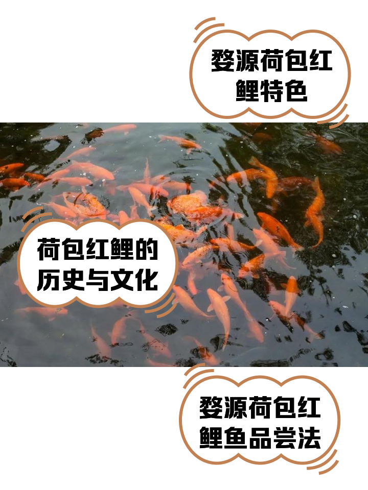 鲤组词(鲤组词2个字) 鲤组词(鲤组词2个字)