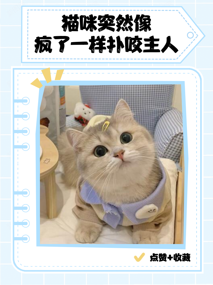 家里进猫是吉还是凶(家里进猫是吉还是凶怎么破解)