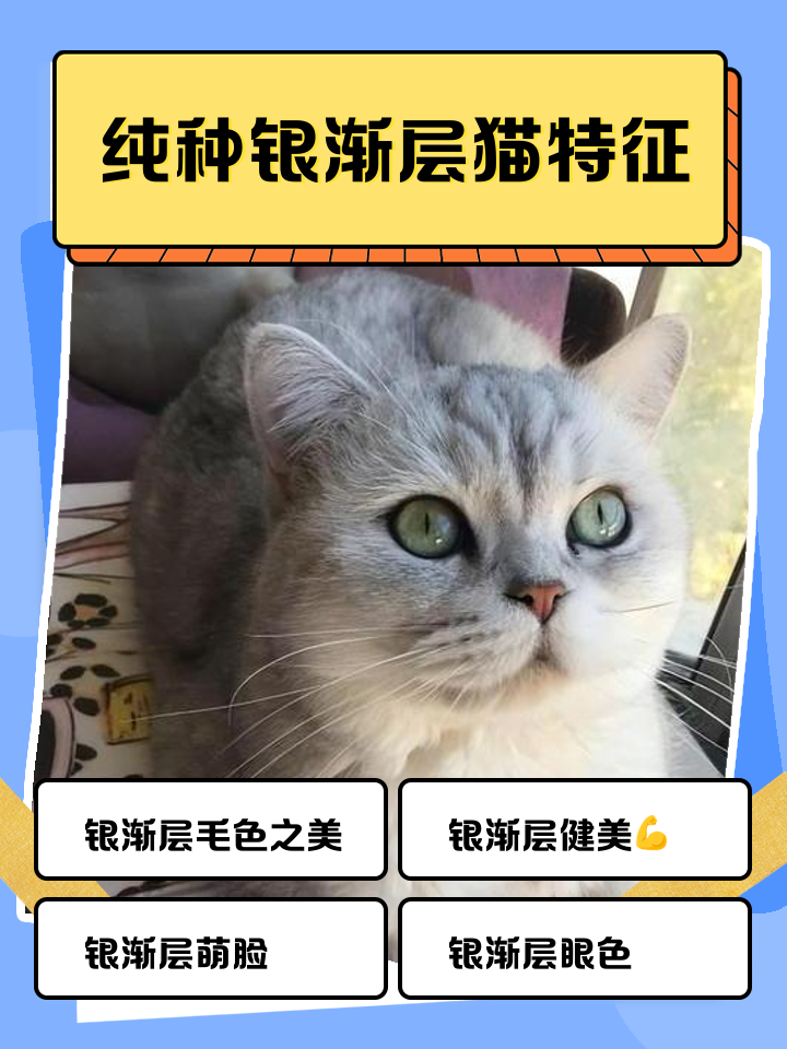 银点猫和渐层猫的区别(银点猫和银渐层猫有啥区别)