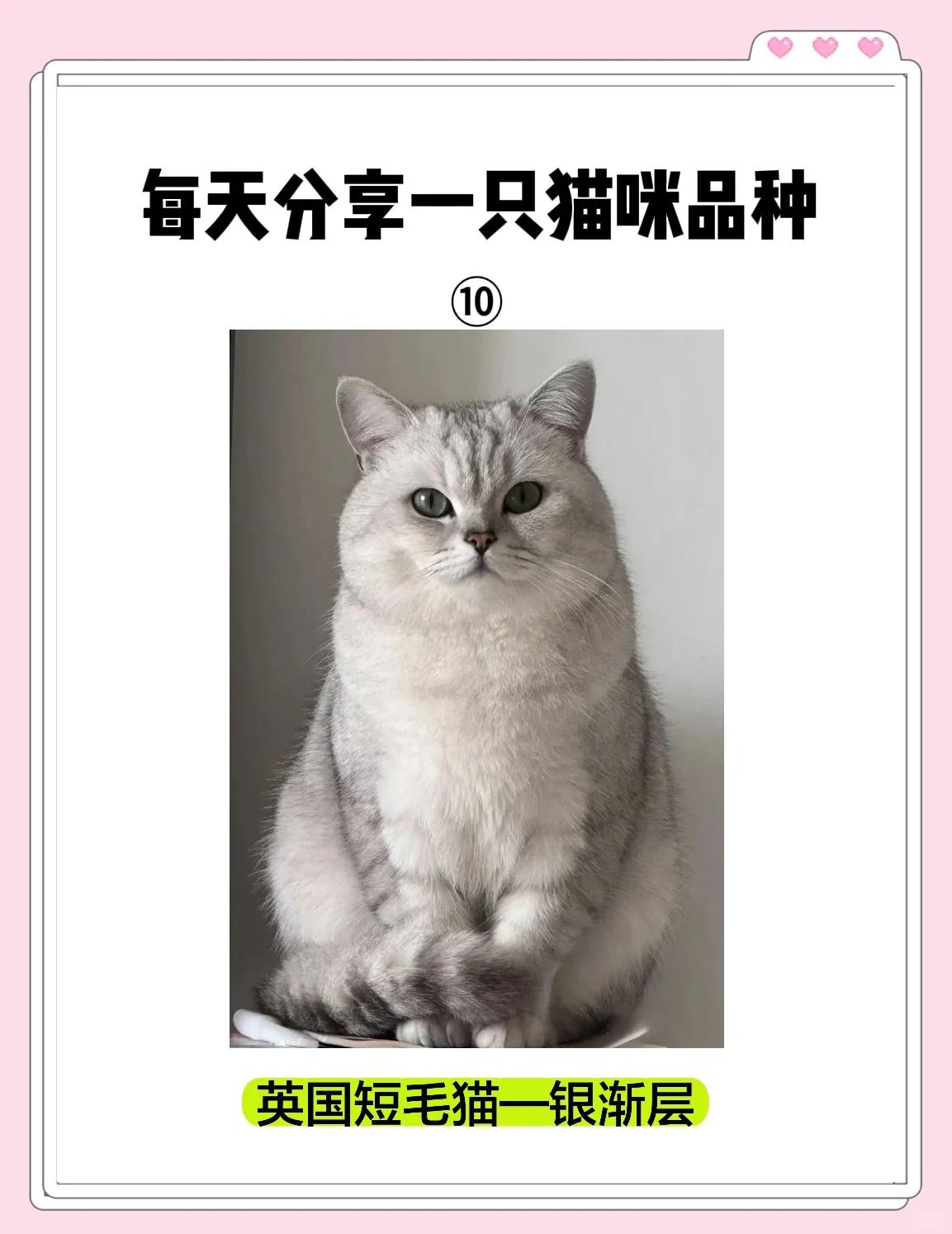 银点猫和渐层猫的区别(银点猫和银渐层猫有啥区别) 银点猫和渐层猫的区别(银点猫和银渐层猫有啥区别)