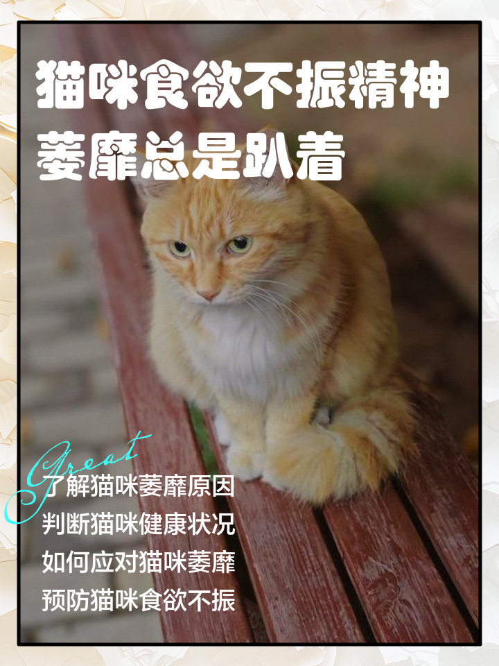 猫咪突然蔫了不吃不喝(猫咪突然蔫了不吃不喝吃什么药)