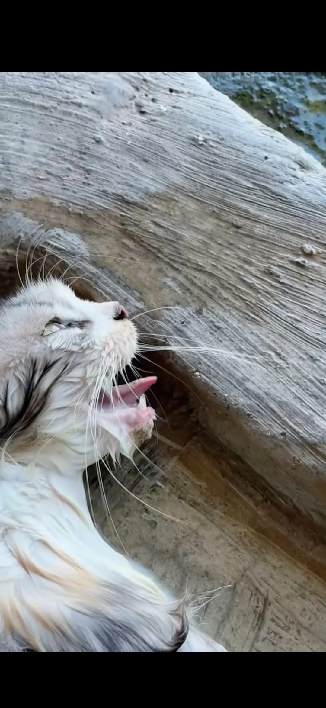 猫咪突然蔫了不吃不喝(猫咪突然蔫了不吃不喝吃什么药)