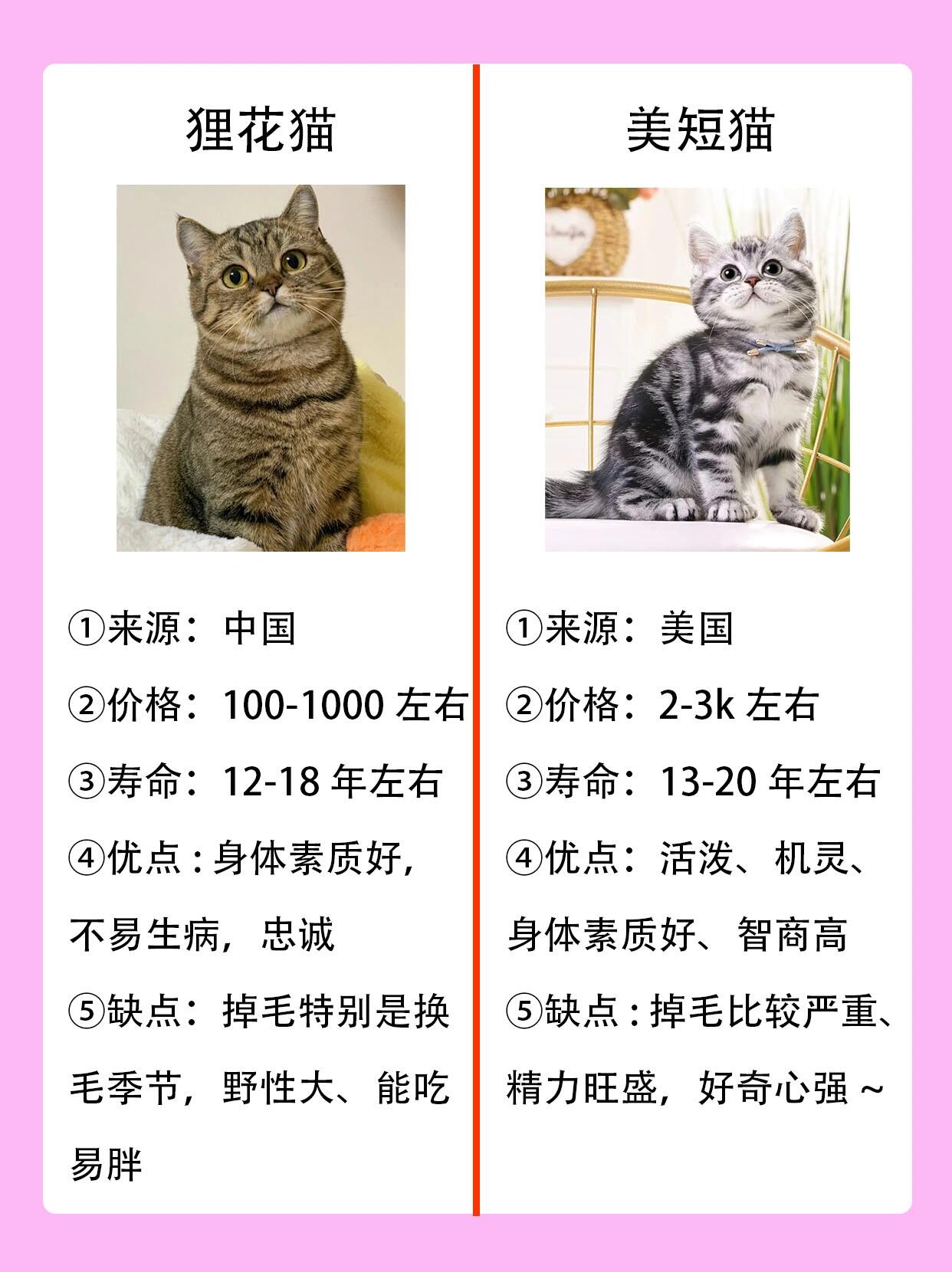 狸花猫和田园猫的区别(狸花猫和田园猫的区别图片)
