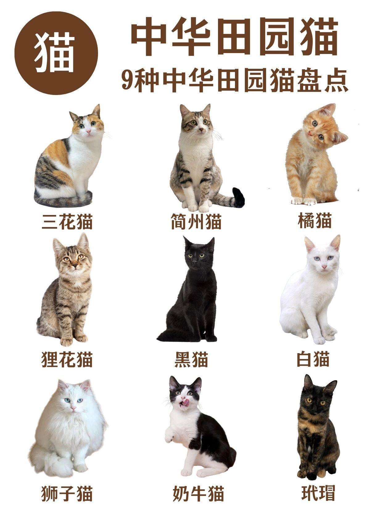 狸花猫和田园猫的区别(狸花猫和田园猫的区别图片) 狸花猫和田园猫的区别(狸花猫和田园猫的区别图片)