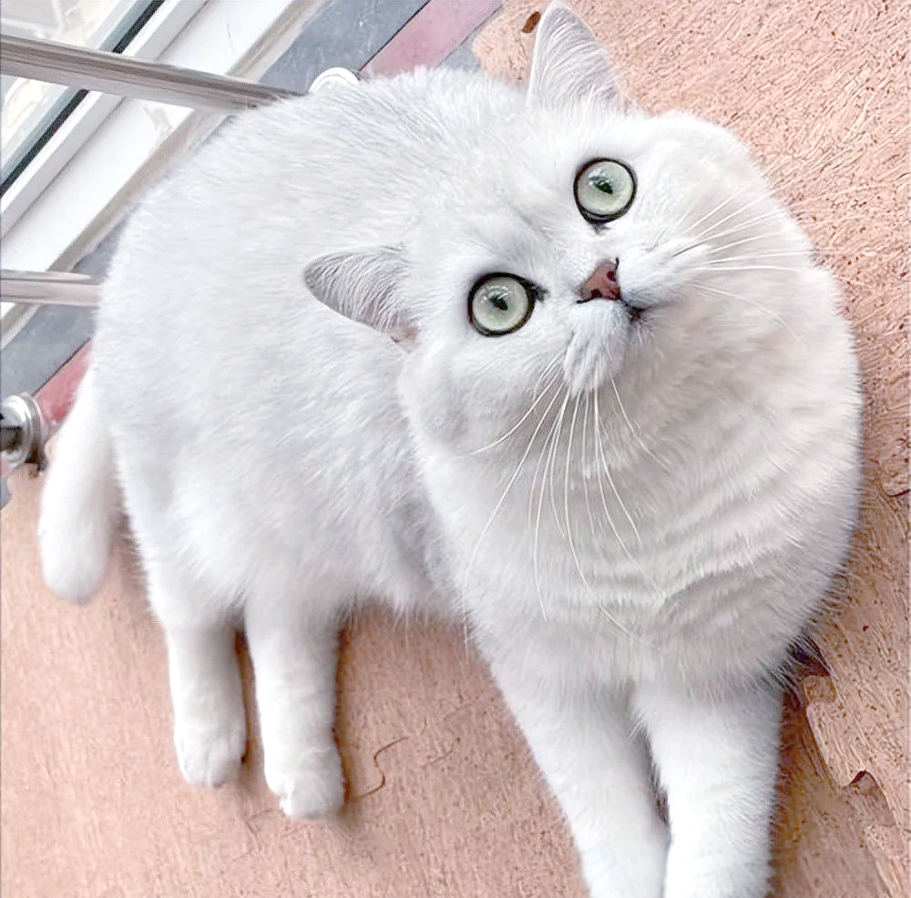 渐层猫图片(灰渐层猫图片) 渐层猫图片(灰渐层猫图片)