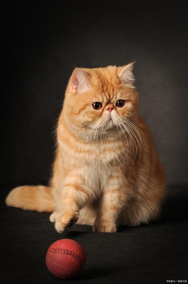 波斯猫和加菲猫的区别(波斯猫和加菲猫是一个物种吗) 波斯猫和加菲猫的区别(波斯猫和加菲猫是一个物种吗)