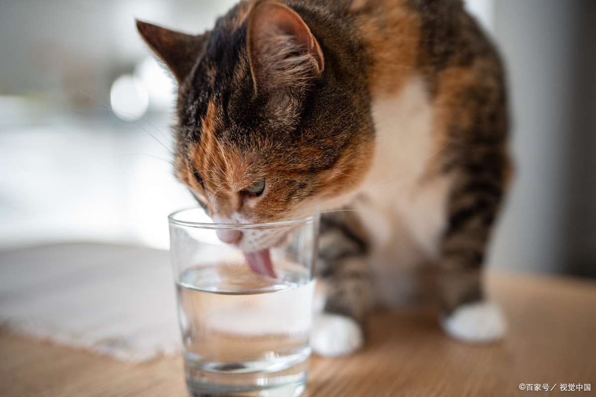 猫咪喝水后一抽一抽的咳嗽(猫咪每次喝水后一抽一抽的咳嗽)