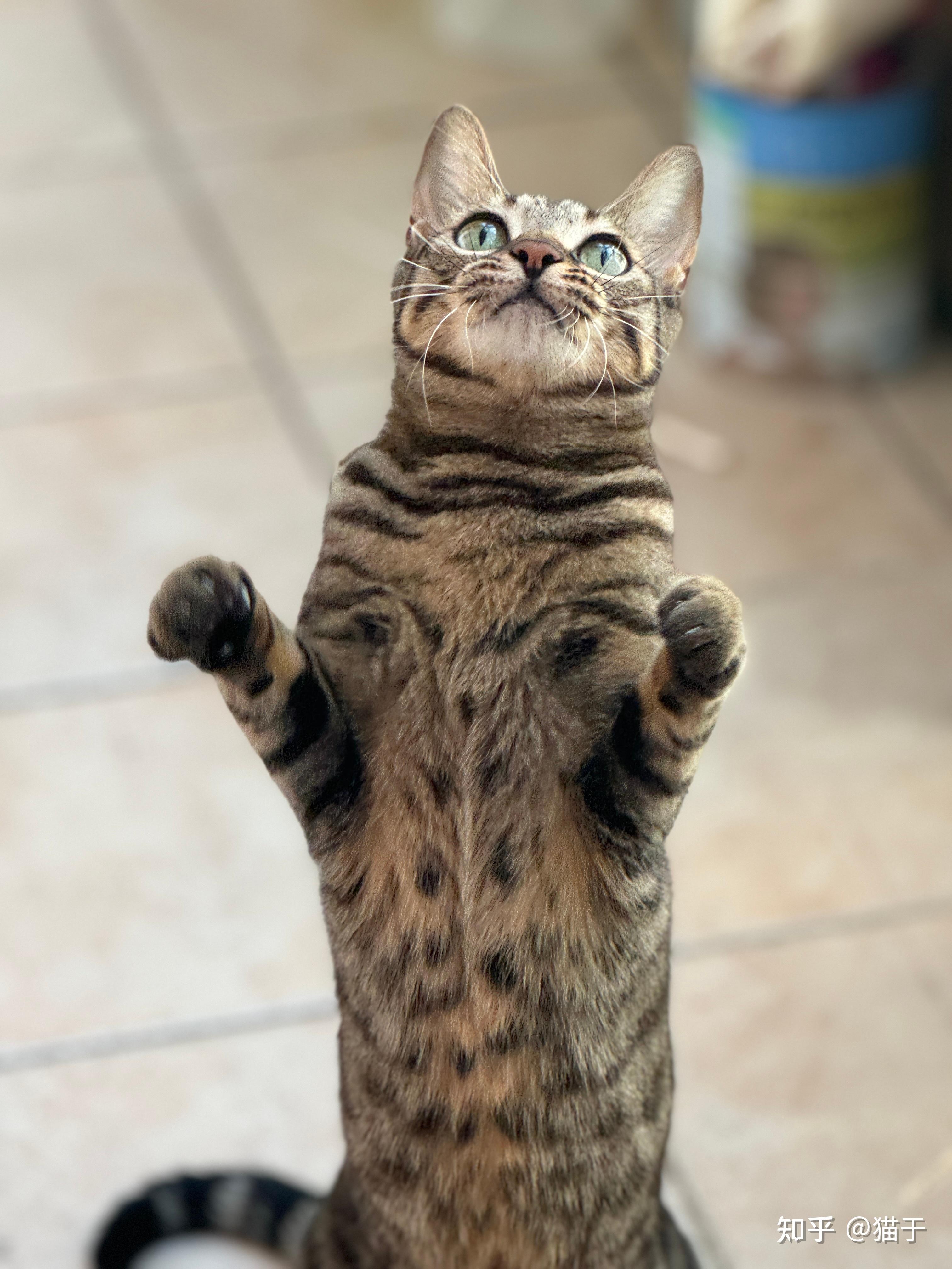 狸花猫的优点与缺点(狸花猫聪明到什么程度)