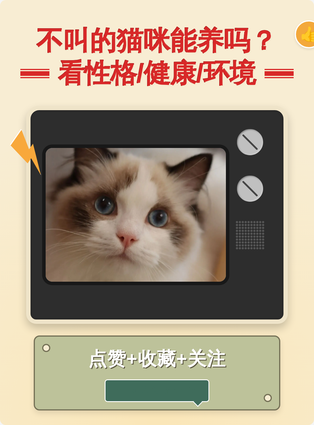 猫咪不爱叫是什么性格(猫咪不爱叫是什么性格的表现)