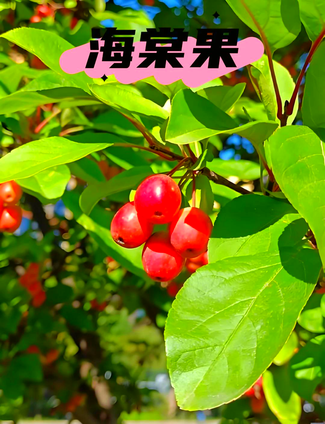沙果和海棠果的区别(沙果和海棠果的区别图片)