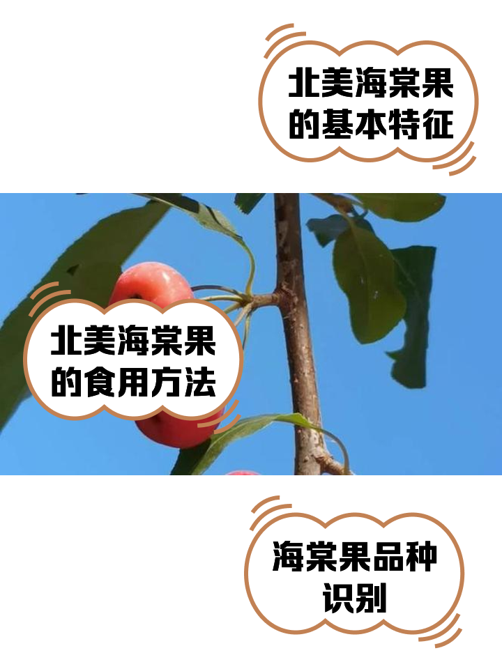 沙果和海棠果的区别(沙果和海棠果的区别图片) 沙果和海棠果的区别(沙果和海棠果的区别图片)