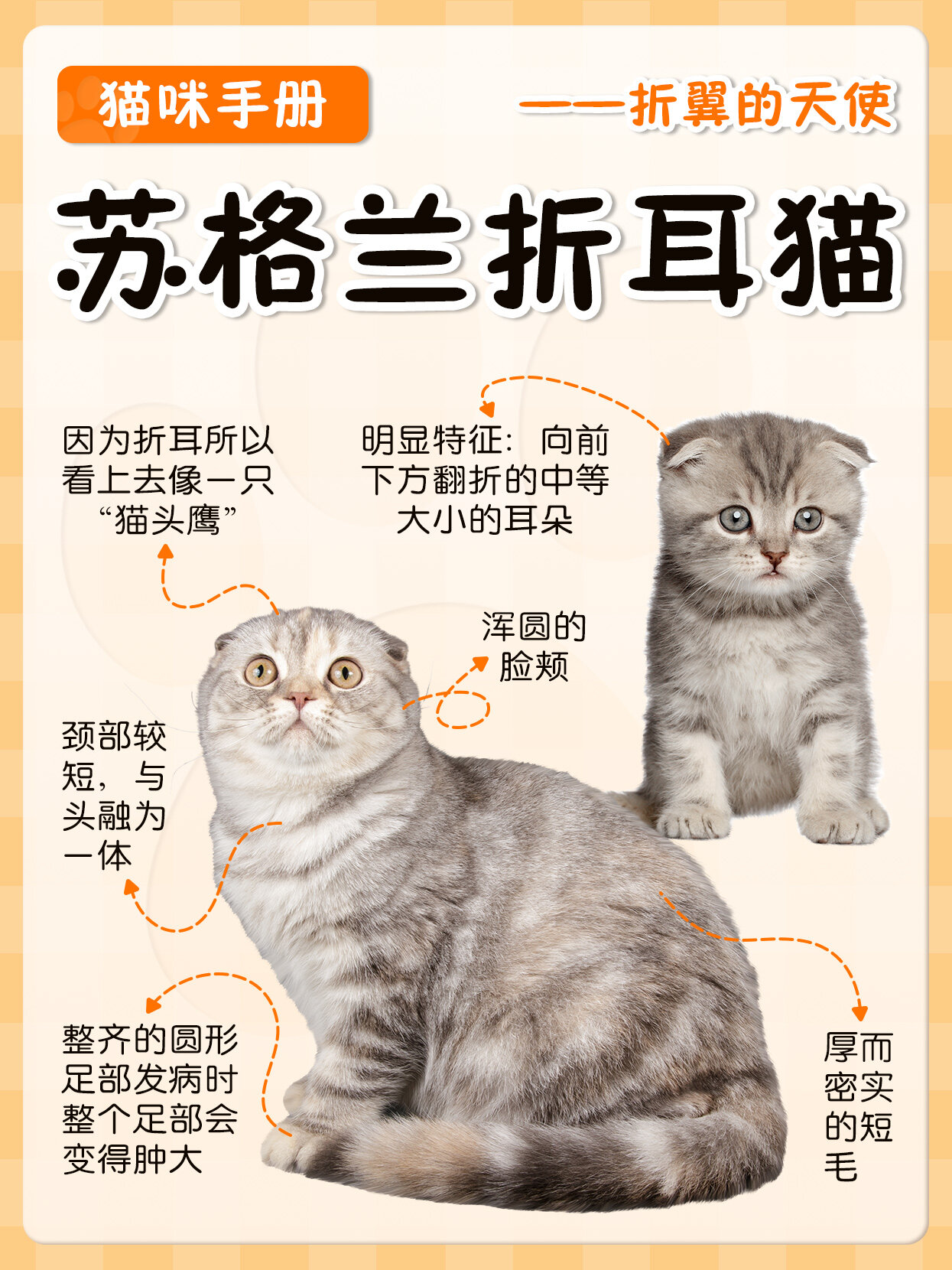 折耳猫发病后能活多久(折耳猫发病后会越来越严重吗) 折耳猫发病后能活多久(折耳猫发病后会越来越严重吗)