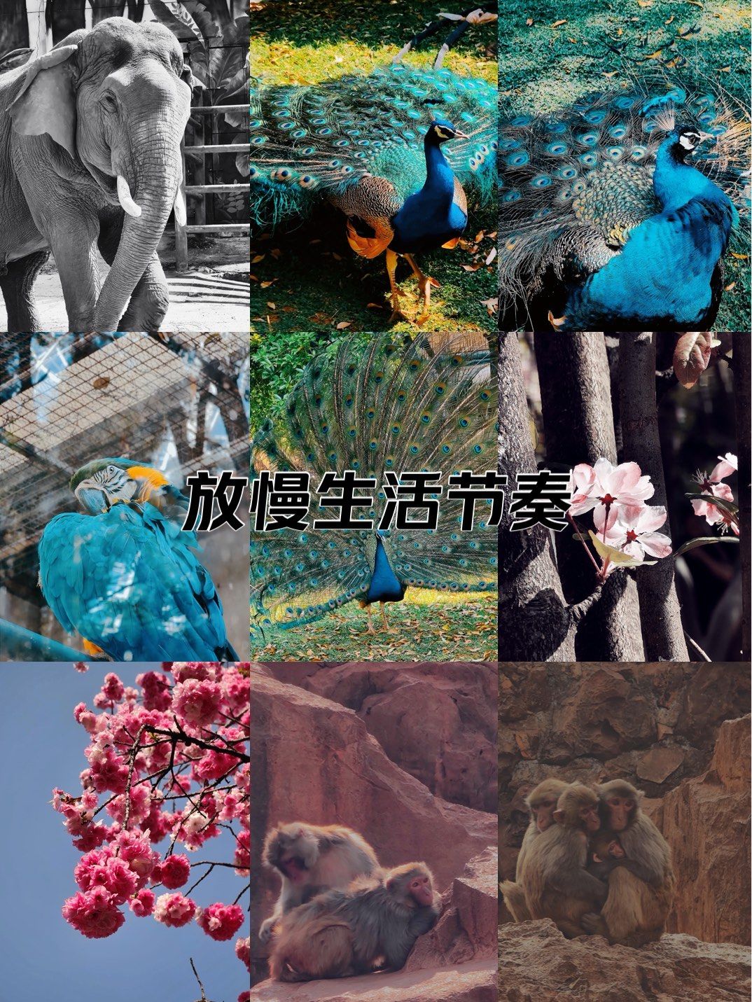 孔雀收屏打一人名(孔雀收屏猜一个历史人物)