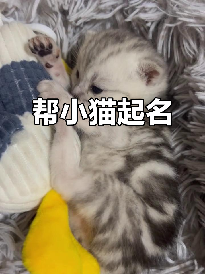 小猫名字(小猫名字 可爱 宠物 吉利) 小猫名字(小猫名字 可爱 宠物 吉利)