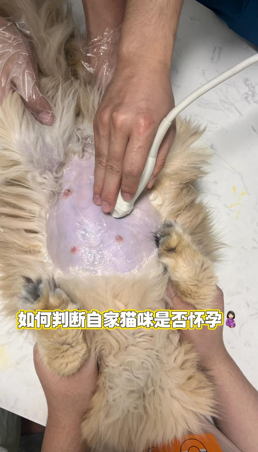 猫咪生产前几个小时有什么症状(猫咪生产前几个小时有什么症状和反应)