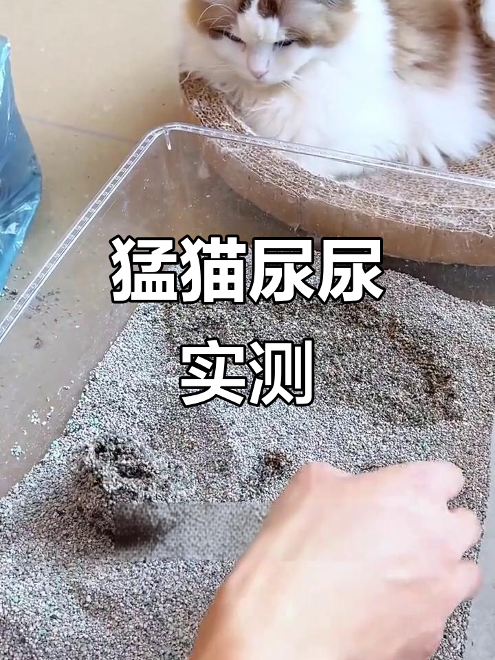 猫天生会用猫砂吗(猫天生会用猫砂吗图片)