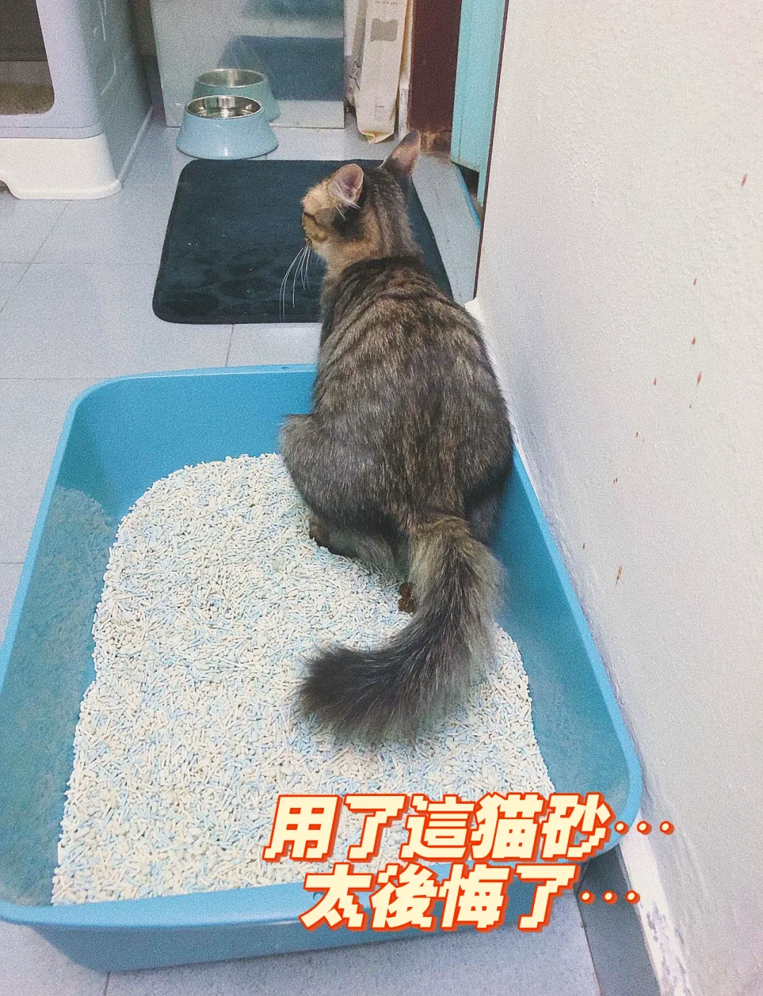 猫天生会用猫砂吗(猫天生会用猫砂吗图片) 猫天生会用猫砂吗(猫天生会用猫砂吗图片)
