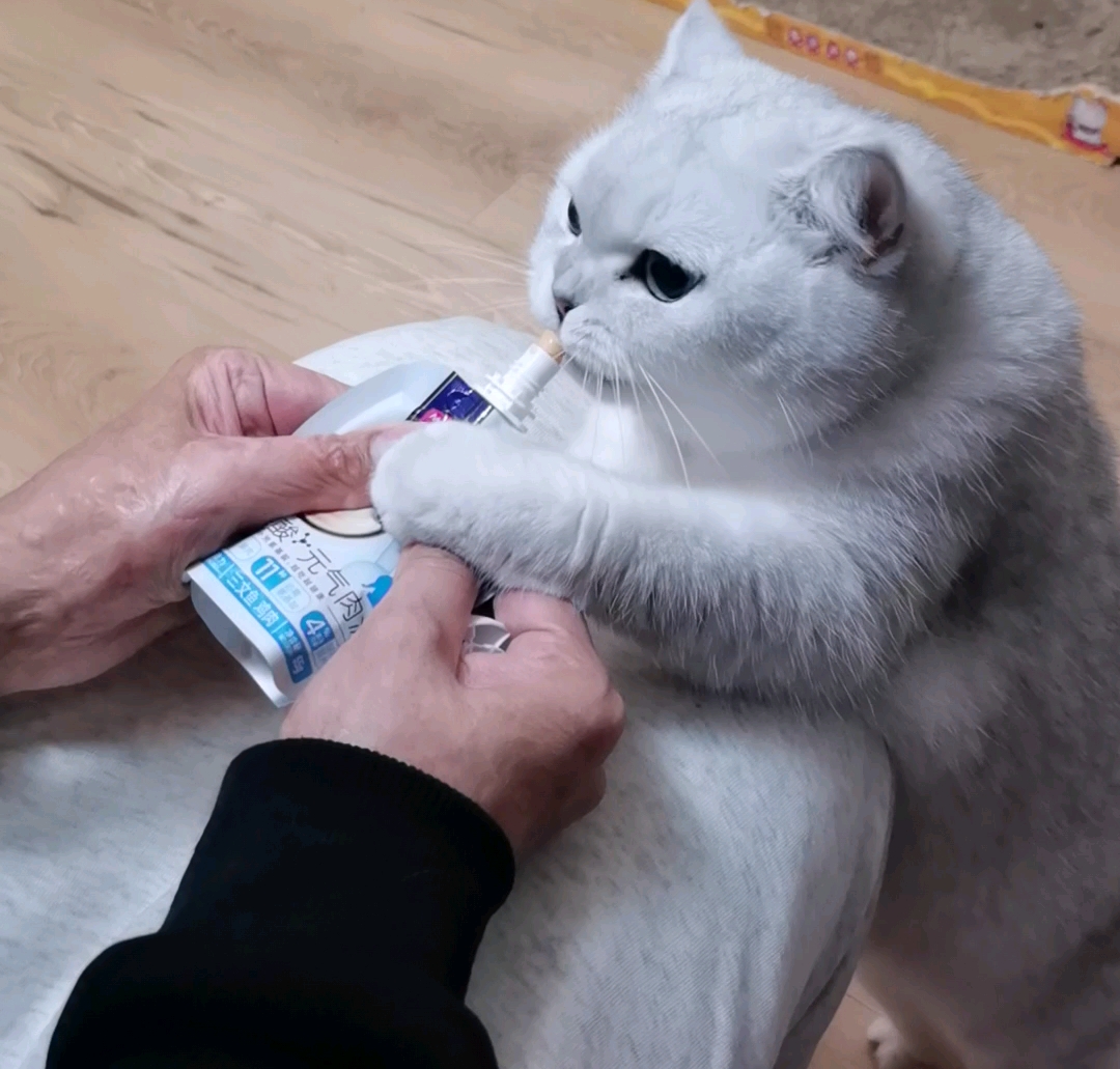 猫突然不吃东西没精神(猫突然不吃东西没精神拉稀怎么回事) 猫突然不吃东西没精神(猫突然不吃东西没精神拉稀怎么回事)