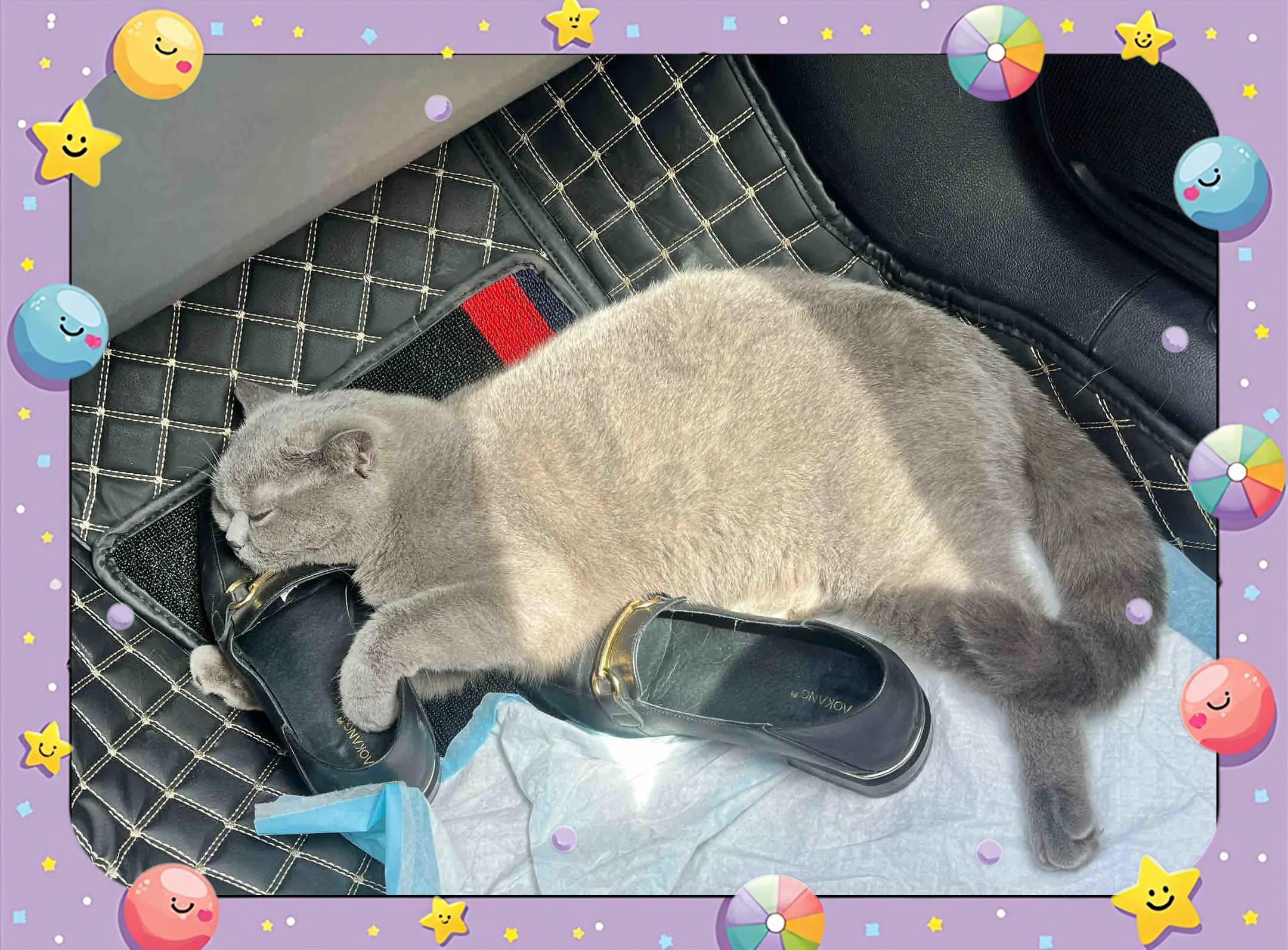 猫咪应激反应6天不吃饭了(猫咪应激反应几天不吃不喝怎么办)