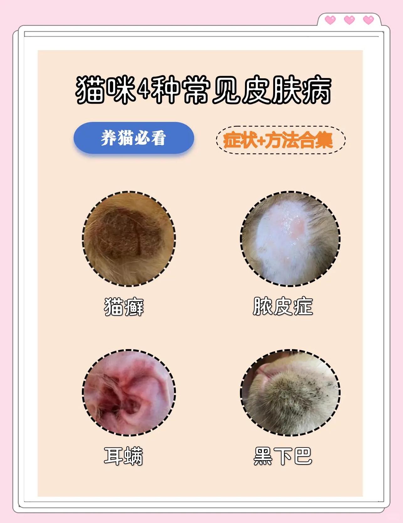 猫皮肤病鉴别图片(猫皮肤病鉴别图片高清)