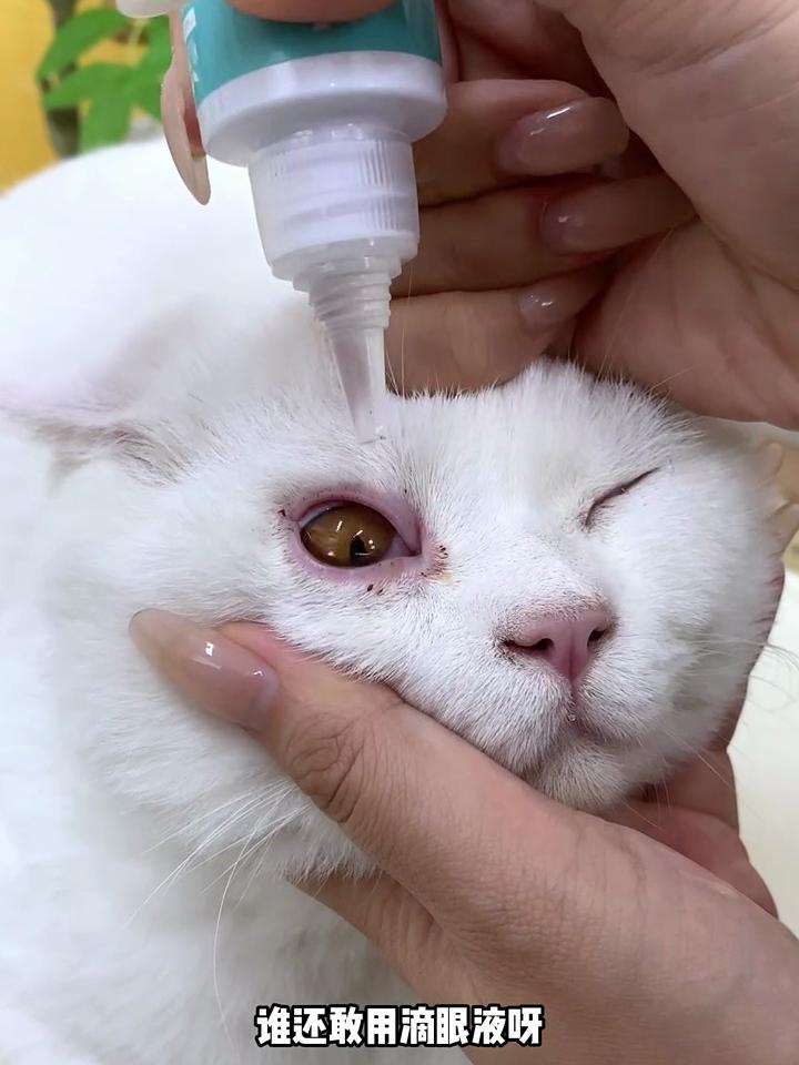 猫咪眼屎(猫咪眼屎多怎么办) 猫咪眼屎(猫咪眼屎多怎么办)