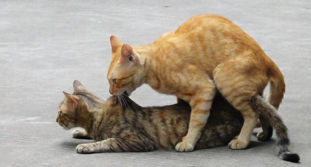 猫交配(猫交配一次能怀上的几率是多少) 猫交配(猫交配一次能怀上的几率是多少)