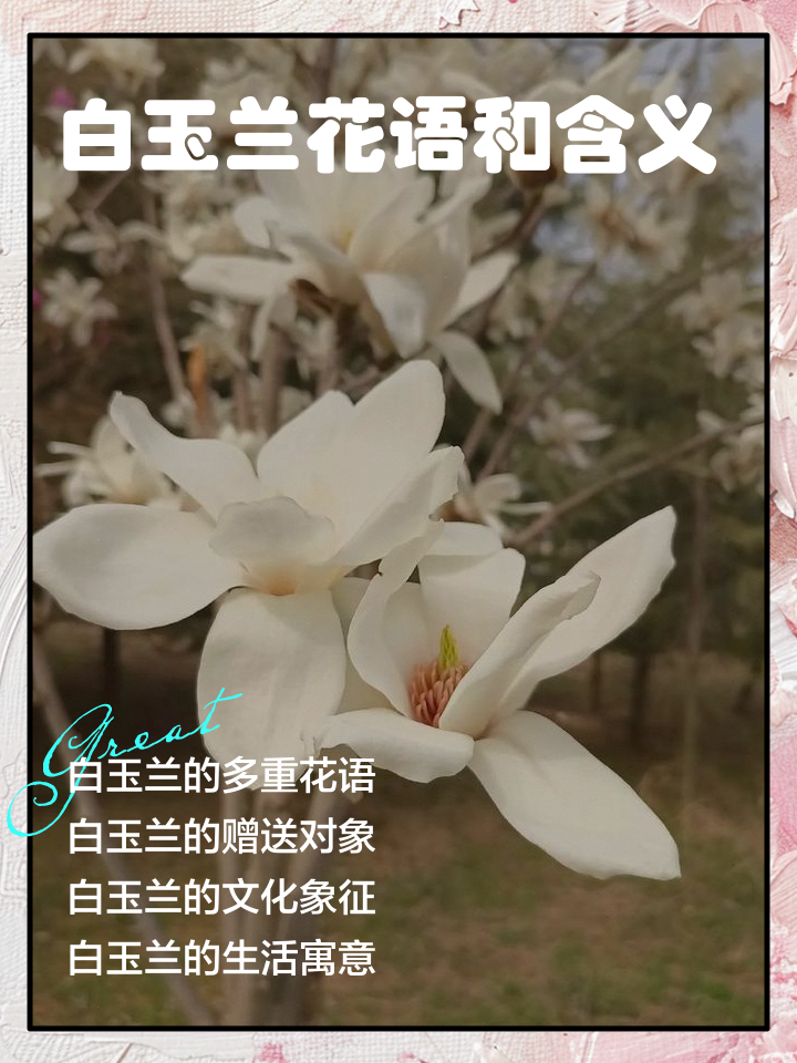 白玉兰为什么不能种在家门口(白玉兰为什么不能种在家门口呢) 白玉兰为什么不能种在家门口(白玉兰为什么不能种在家门口呢)
