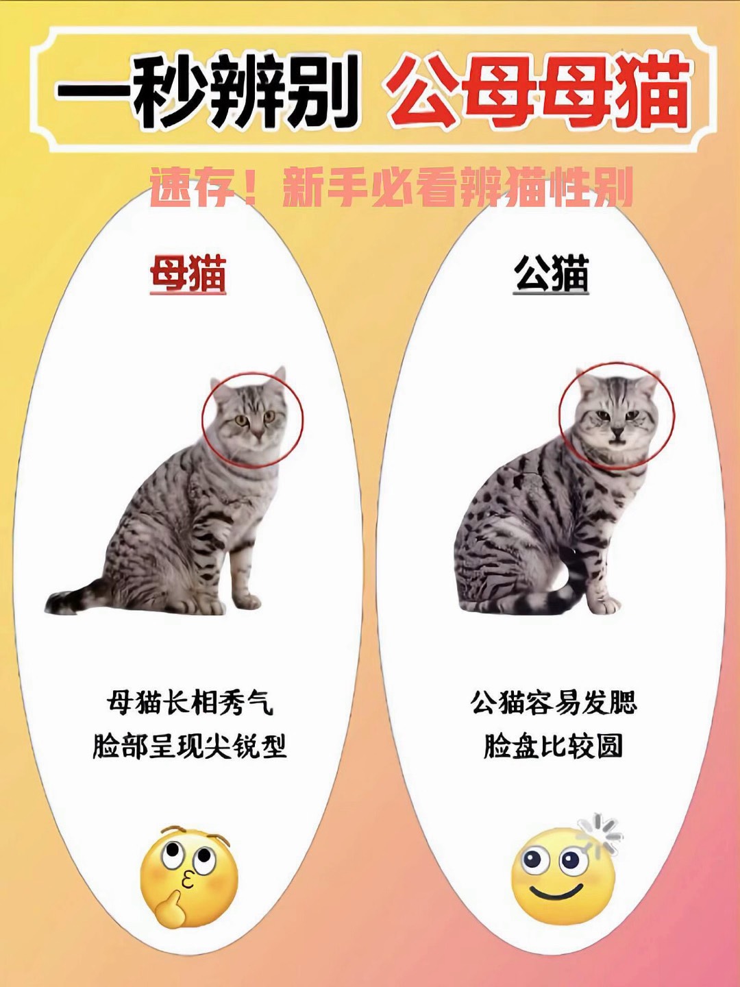 公猫多久能配对呢(公猫多久能配对呢怎么看)