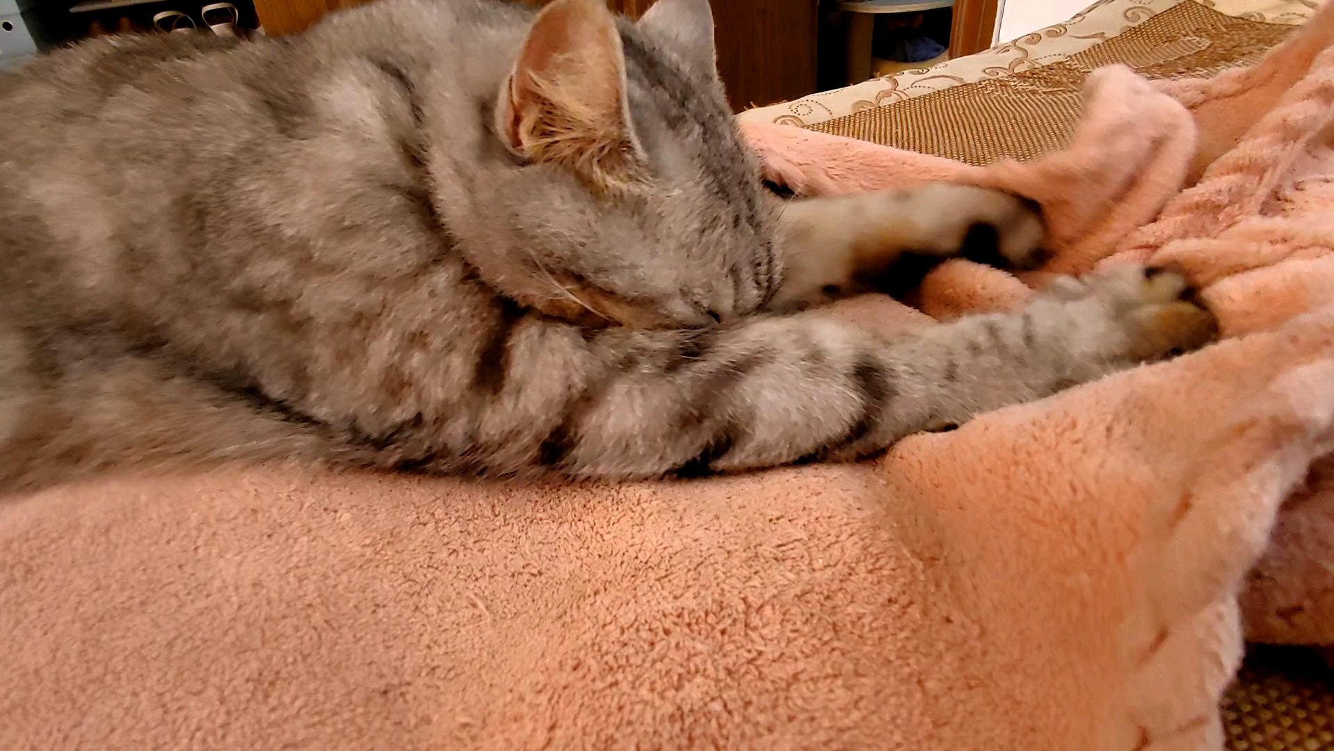 猫咪踩奶的时候发出咕噜咕噜的声音(猫咪踩奶的时候发出咕噜咕噜的声音一动就叫是什么意思)
