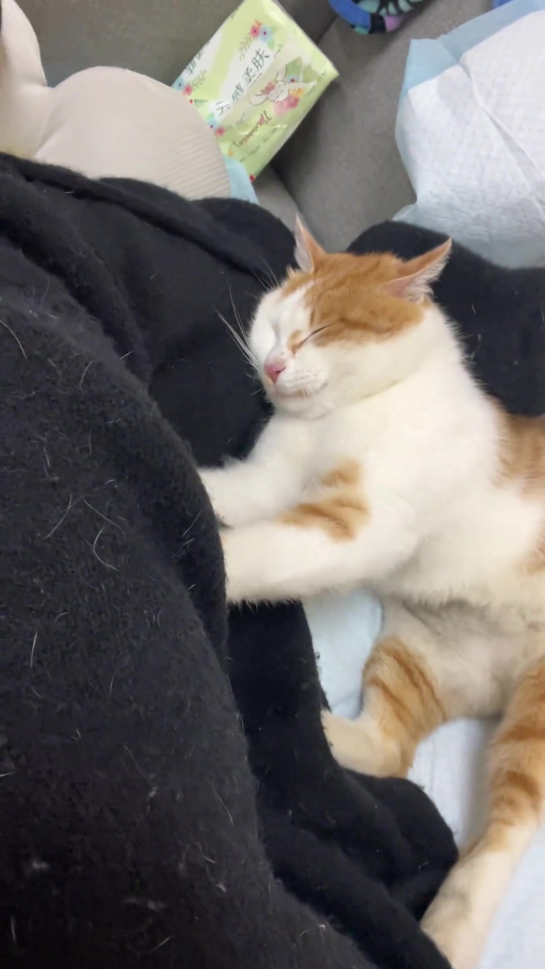 猫咪踩奶的时候发出咕噜咕噜的声音(猫咪踩奶的时候发出咕噜咕噜的声音一动就叫是什么意思) 猫咪踩奶的时候发出咕噜咕噜的声音(猫咪踩奶的时候发出咕噜咕噜的声音一动就叫是什么意思)