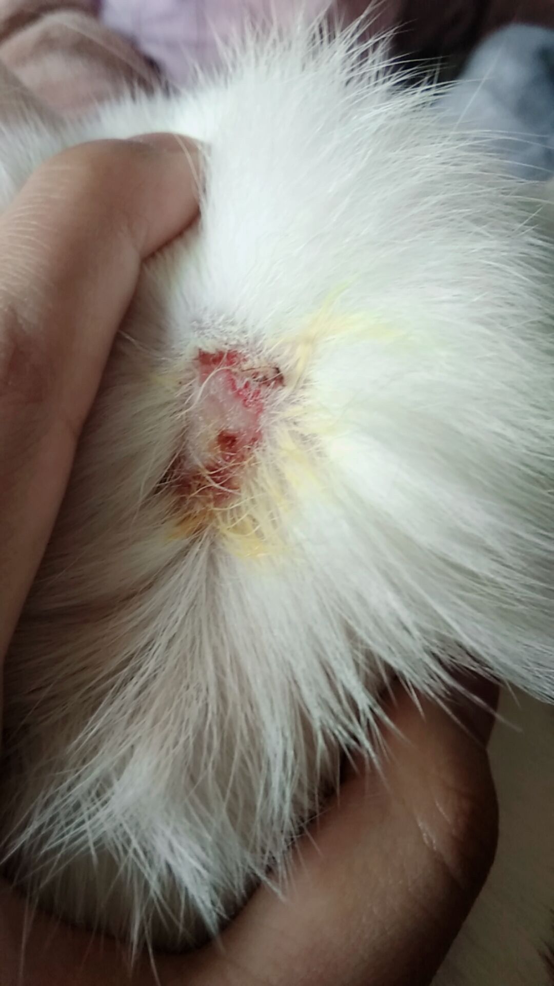 猫藓传染到人身上是什么样的图片(猫藓传染到人身上是什么样的图片和症状) 猫藓传染到人身上是什么样的图片(猫藓传染到人身上是什么样的图片和症状)