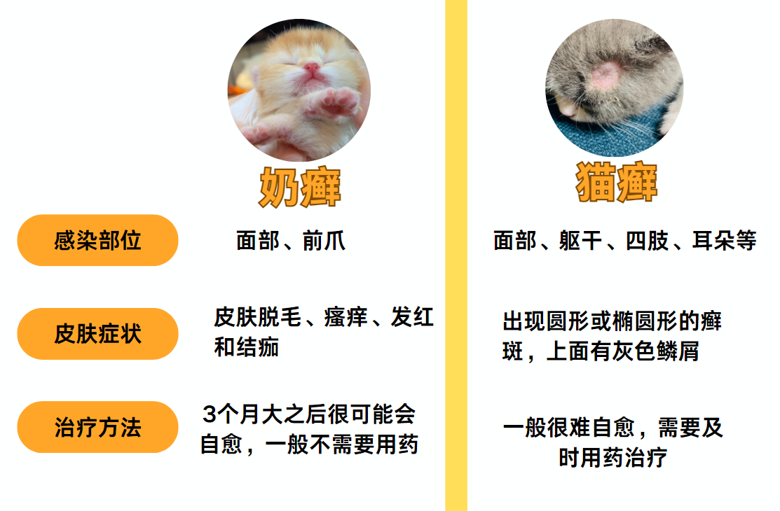 猫咪真菌和癣的区别(猫咪真菌性皮肤病是猫藓吗) 猫咪真菌和癣的区别(猫咪真菌性皮肤病是猫藓吗)