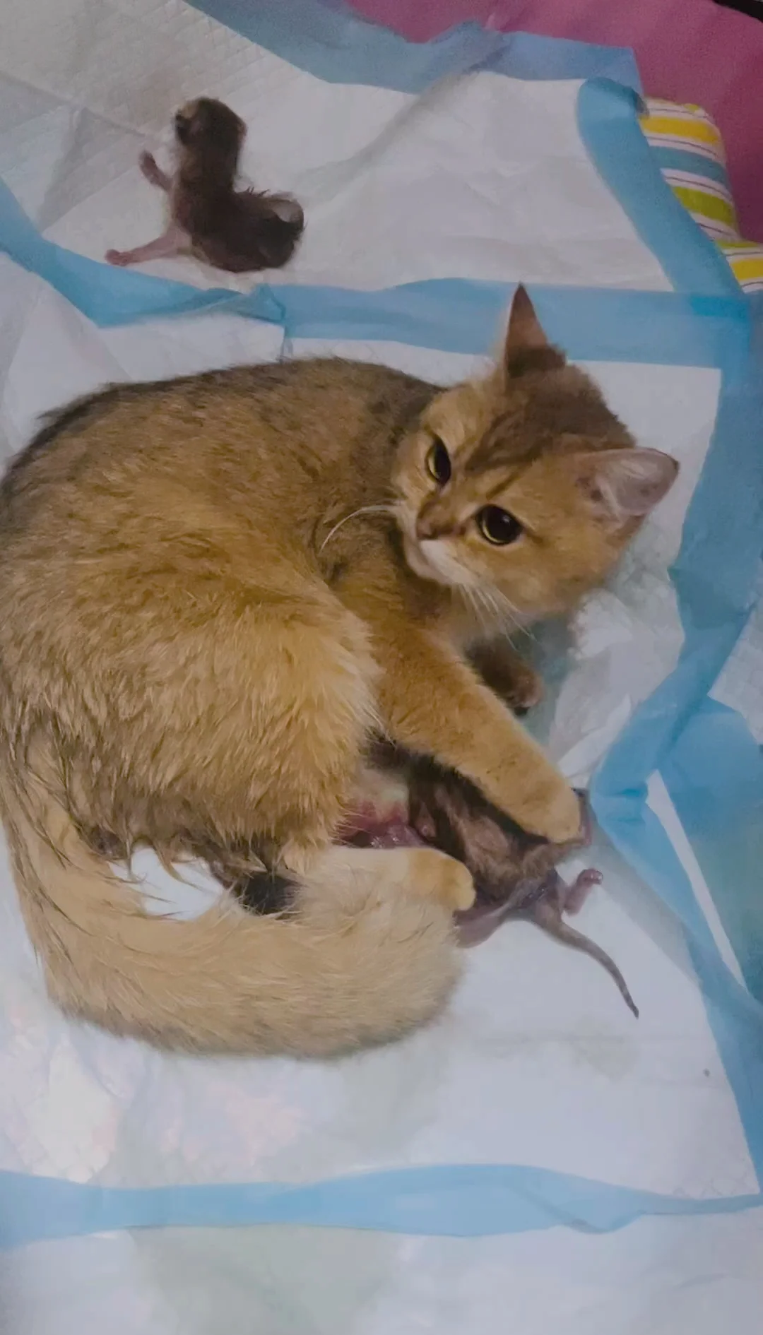 小猫生产前有什么症状(小猫生产前有什么症状视频) 小猫生产前有什么症状(小猫生产前有什么症状视频)