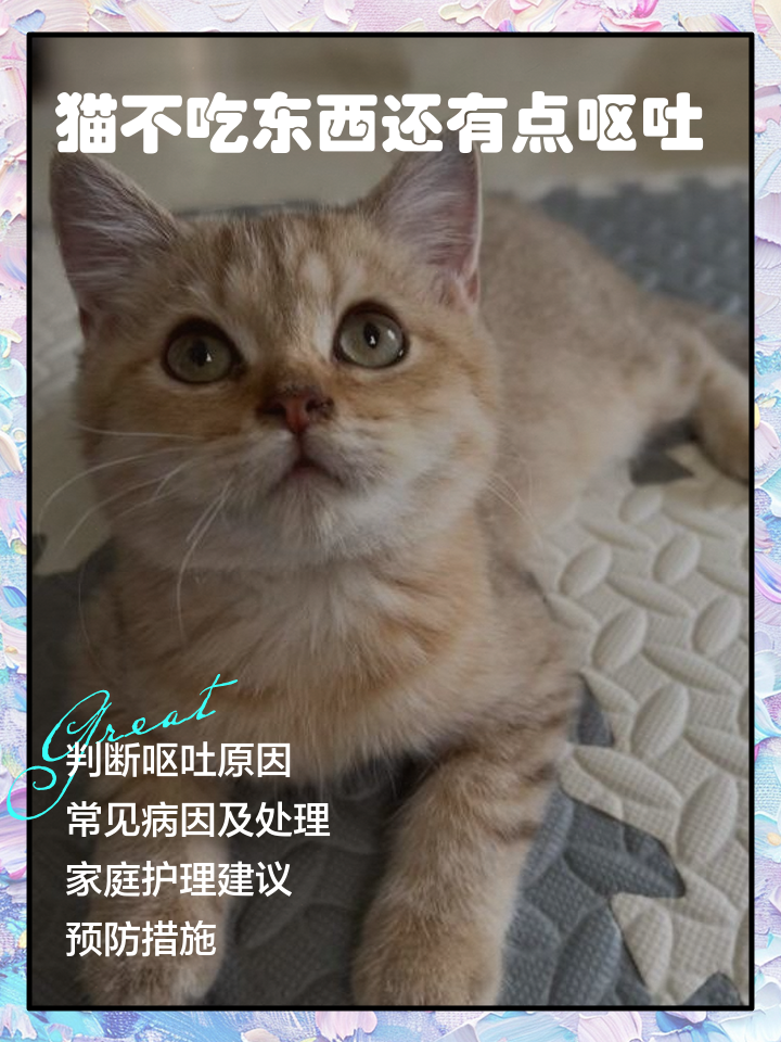 猫咪没精神不吃东西怎么办(猫咪没精神不吃饭是什么原因) 猫咪没精神不吃东西怎么办(猫咪没精神不吃饭是什么原因)