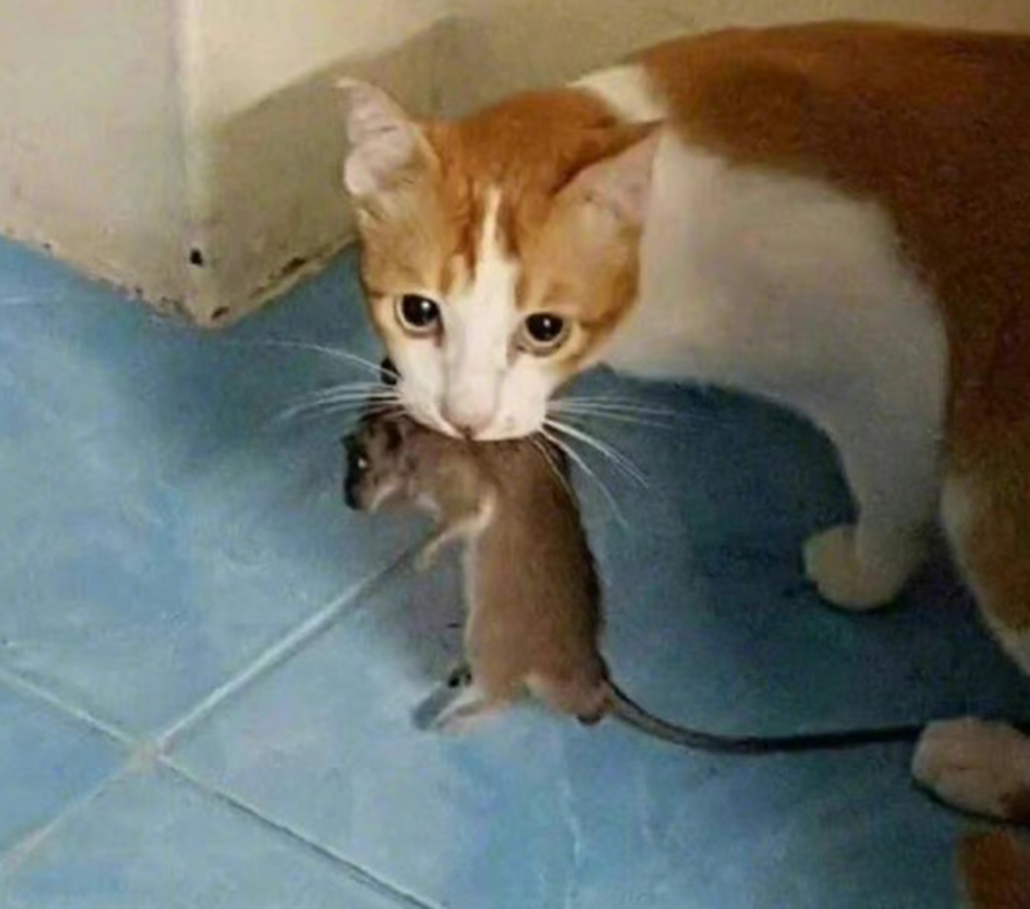 猫抓老鼠是天性吗(猫抓老鼠是天性吗?还是后天培养的) 猫抓老鼠是天性吗(猫抓老鼠是天性吗?还是后天培养的)