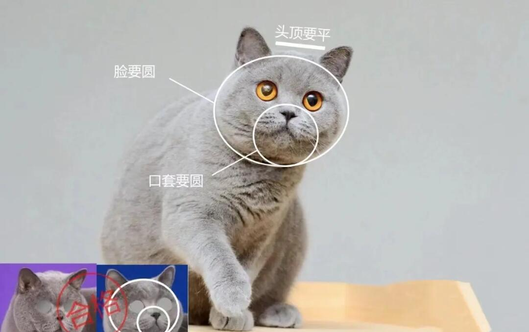 蓝猫纯种跟不纯种区别图片(蓝猫纯种跟不纯种区别图片对比)