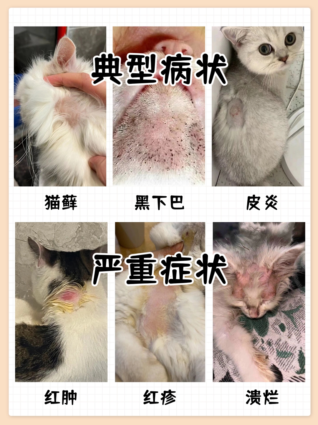 猫真菌皮肤病识别图(猫真菌皮肤病的症状图片)