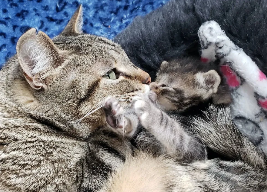 人摸过小猫猫妈妈就不要了吗(摸过小猫以后她妈妈还会认他吗) 人摸过小猫猫妈妈就不要了吗(摸过小猫以后她妈妈还会认他吗)