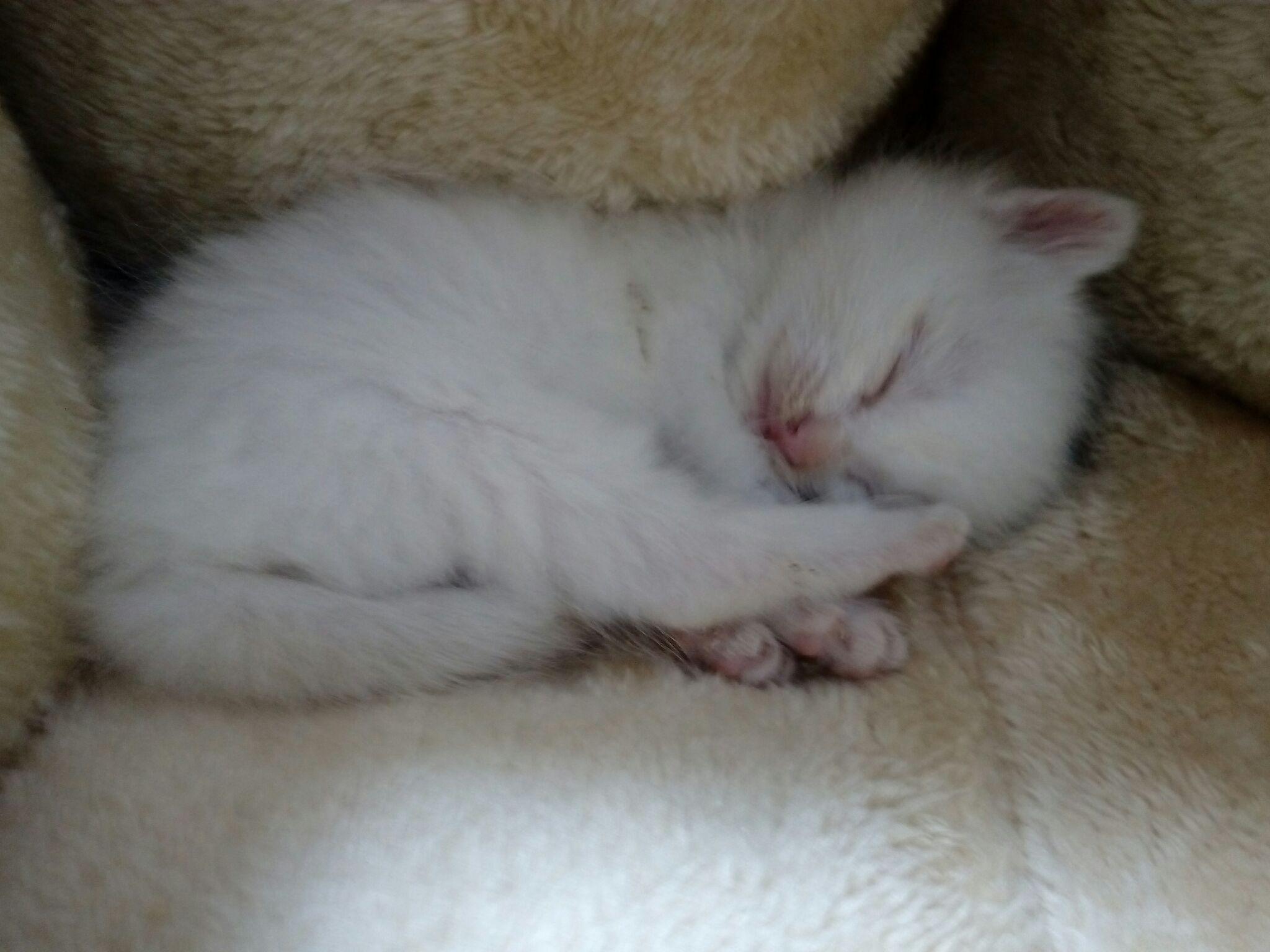 人摸过小猫猫妈妈就不要了吗(摸过小猫以后她妈妈还会认他吗) 人摸过小猫猫妈妈就不要了吗(摸过小猫以后她妈妈还会认他吗)