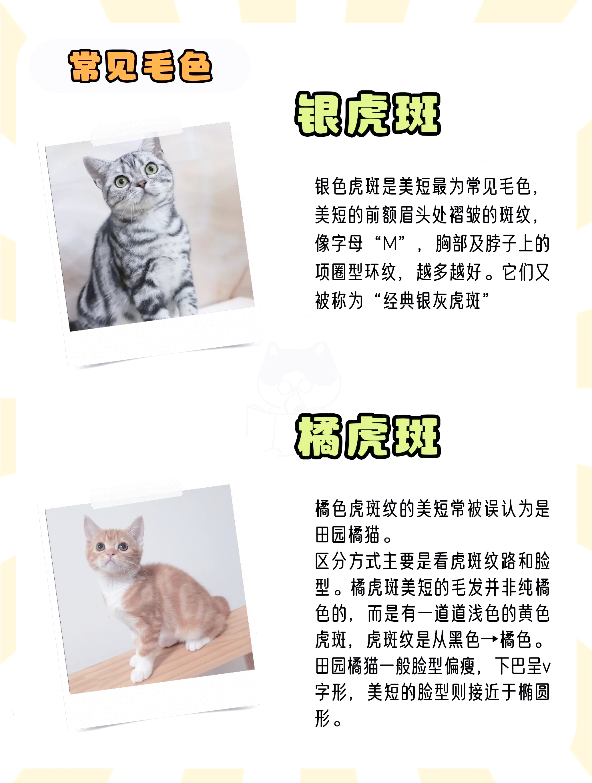 美短猫咪图片与价格(美短猫咪图片与价格图片) 美短猫咪图片与价格(美短猫咪图片与价格图片)