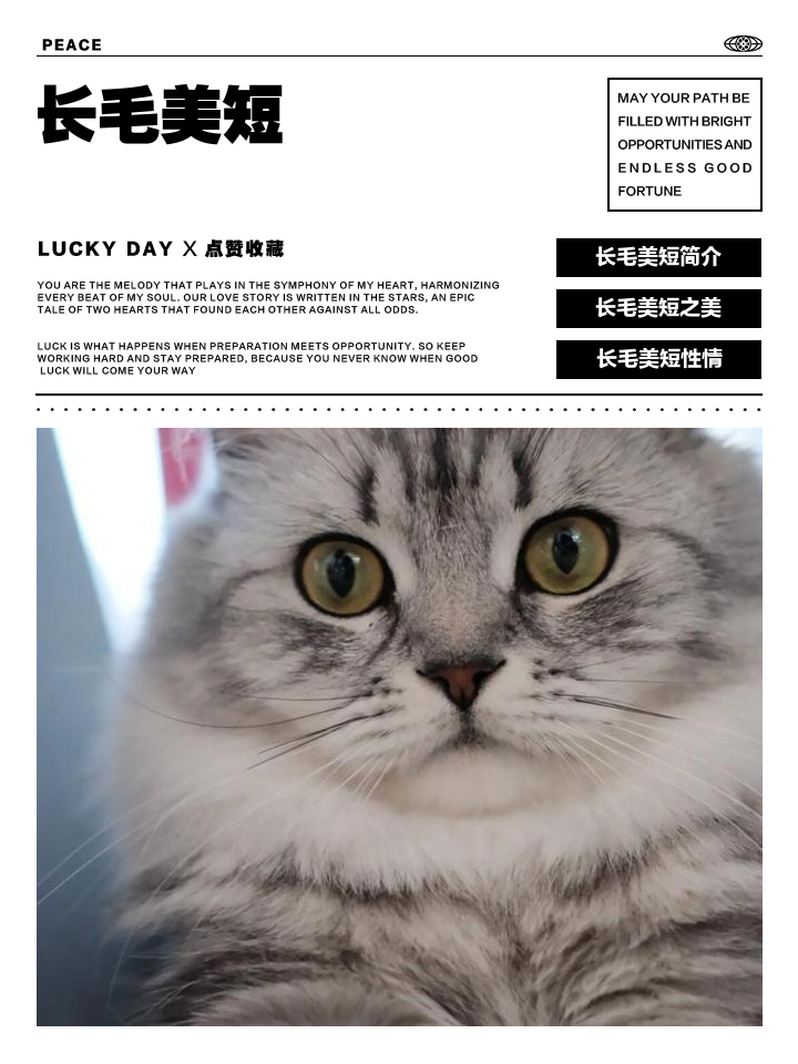美短猫咪图片与价格(美短猫咪图片与价格图片) 美短猫咪图片与价格(美短猫咪图片与价格图片)