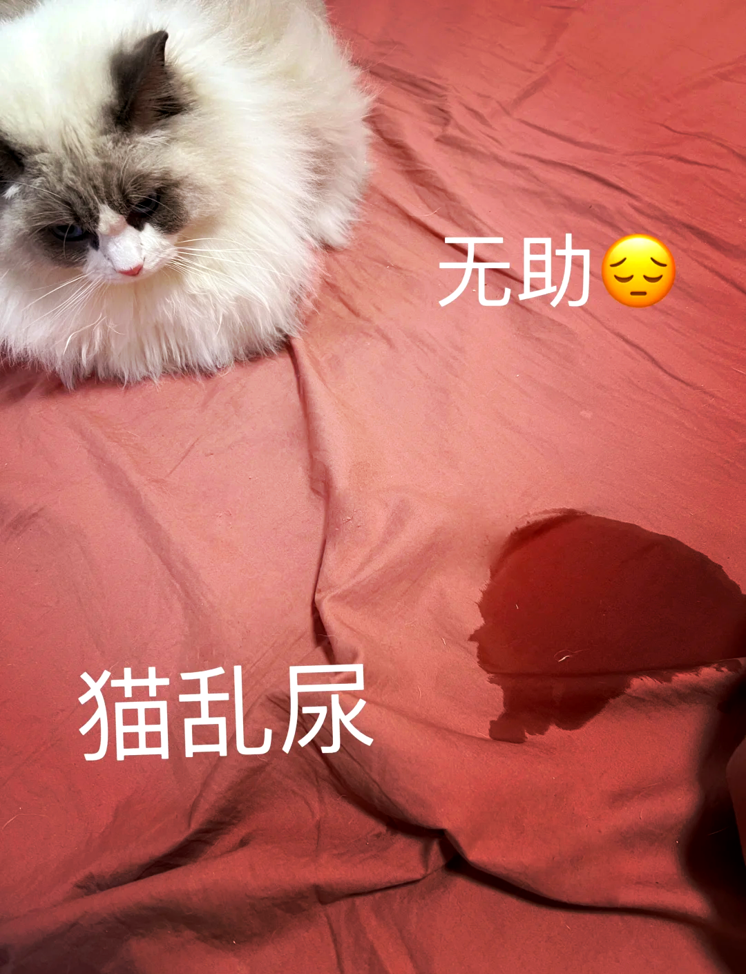 猫咪尿频(猫咪尿频尿急尿不尽用什么药) 猫咪尿频(猫咪尿频尿急尿不尽用什么药)