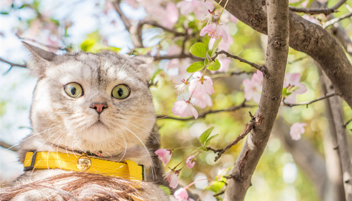 闹猫一般几天(闹猫第几天配比较好)